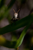 Short-horned Grasshopper (Pezotettix giornae) on a leaf, Gard, France