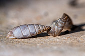 Land snails (Solatopupa similis) on limestone, Gorges du Gardon, Gard, France