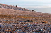 Sparse vegetation on the summit scree of Mont Ventoux in autumn, Vaucluse, France