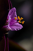 Wandering jew (Tradescantia pallida) flower