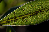 Aphids on the reverse side of a Japanese pittosporum (Pittosporum tobira) leaf, France