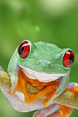 Frog (Agalychnis callidryas) on a twig