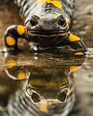 Fire salamander (Salamandra salamandra), on the water, animal portrait, water reflection, Berchtesgadener Land, Bavaria, Germany, Europe