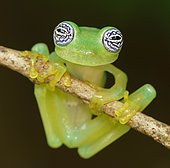 Glass frog (Sachatamia ilex) hangs on branch, Costa Rica, Central America
