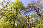 Hêtre commun (Fagus sylvatica) 'Zlaita', Arboretum de l'Ecole du Breuil, Bois de Vincennes, Paris, France