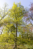 Common beech (Fagus sylvatica), 'Zlata', Arboretum of the Ecole du Breuil, Bois de Vincennes, Paris, France