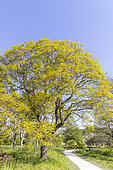 Golden rain tree (Koelreuteria paniculata)