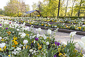 Tulipa Triumphe 'Creme Flag', Tulipa Triumph 'Purple Lady', Lunaria annua 'Alba', Bellis perennis 'Super Pompon Blanc', Parc Floral Vincennes, Paris, France.