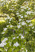 English Hawthorn (Crataegus laevigata) 'Aurea' in bloom