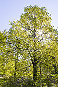 American Basswood (Tilia americana) 'Nova' in spring