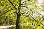 American Basswood (Tilia americana) 'Nova' in spring