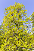 Large-Leaved Linden (Tilia platyphyllos) in spring