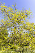 Caucasian Linden (Tilia dasystyla) in spring