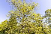 Caucasian Linden (Tilia dasystyla) in spring