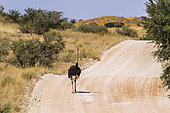 African Ostrich (Struthio camelus) walking on safari gravel road in Kgalagadi transfrontier park, South Africa