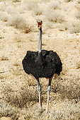 African Ostrich (Struthio camelus) with open beak in Kgalagadi transfrontier park, South Africa