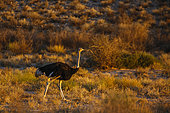 African Ostrich (Struthio camelus) male walking in scrubland at twilight in Kgalagadi transfrontier park, South Africa