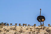 African Ostrich (Struthio camelus) male walking with chicks in Kgalagadi transfrontier park, South Africa