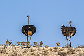 African Ostrich (Struthio camelus) couple walking with chicks in Kgalagadi transfrontier park, South Africa