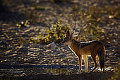 Black backed jackal (Canis mesomelas) standing at waterhole in backlit at dawn in Kgalagadi transfrontier park, South Africa