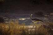 Kori bustard (Ardeotis kori) walking backlit in dry land in Kgalagadi transfrontier park, South Africa