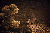 South African Oryx (Oryx gazella) in backlit at sunset in Kgalagadi transfrontier park, South Africa