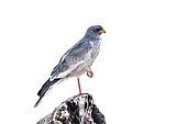 Pale Chanting-Goshawk (Melierax canorus) standing on a log isolated in white background in Kgalagadi transfrontier park, South Africa