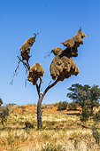 Sociable Weaver (Philetairus socius) nests in Kgalagadi transfrontier park, South Africa