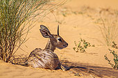 Steenbok (Raphicerus campestris) lying down in red sand dune in Kruger National park, South Africa