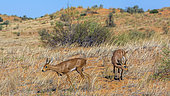 Steenbok (Raphicerus campestris) couple in desert scenery in Kruger National park, South Africa