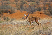 Steenbok (Raphicerus campestris) female standing in red sand scenery in Kruger National park, South Africa
