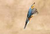 Kingfisher (Alcedo atthis) diving, England