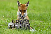 Red fox (Vulpes vulpes) chewing a flower pot, England
