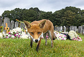 Red fox (Vulpes vulpes) amongst tomstone, England