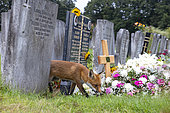 Red fox (Vulpes vulpes) standing in a cemetery, England