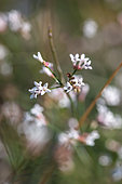 Herbe à l'esquinancie (Asperula cynanchica), floraison automnale, Gard, France