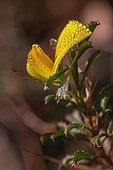 Dew-covered Pygmy restharrow (Ononis minutissima) flower, Gard, France