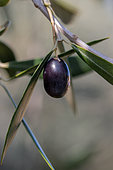 Ripe olive on Olive tree (Olea europaea), Bouches-du-Rhone, France