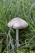 Big sheath mushroom (Volvopluteus gloiocephalus), Bouches-du-Rhone, France