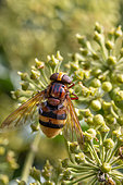 Hornet Mimic Hoverfly (Volucella zonaria) female on English ivy (Hedera helix) flowers, Gard, France