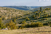 Bush encroached dry grasslands, causse Noir, Gard, France
