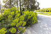 Mediterranean spurge (Euphorbia characias ssp. wulfenii) 'John Tomlinson' in bloom