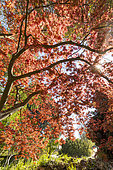 Full Moon Maple (Acer japonicum) 'Aconitifolium' in spring