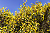 Common broom (Cytisus scoparius) 'Luna' in bloom