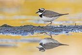 Little Ringed Plover (Charadrius dubius), side view of an adult standing on the mud, Campania, Italy