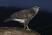 Common Buzzard (Buteo buteo), side view of a juvenile perched on an old trunk at dusk, Campania, Italy