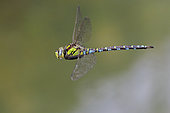 Blue Hawker (Aeshna cyanea), side view of an adult in flight, Campania, Italy