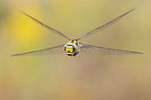 Blue Hawker (Aeshna cyanea), front view of an adult in flight, Campania, Italy