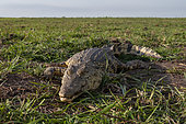 Close up of a Nile crocodile (Crocodylus niloticus), basking on a bank of the Chobe River. Chobe River, Chobe National Park, Botswana.