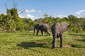 Two female African elephants, Loxodonta africana, in their environment. Chobe National Park, Botswana.